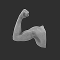 Detailed Muscular Human Arm Sculpture With Flexed Bicep And Gray Finish