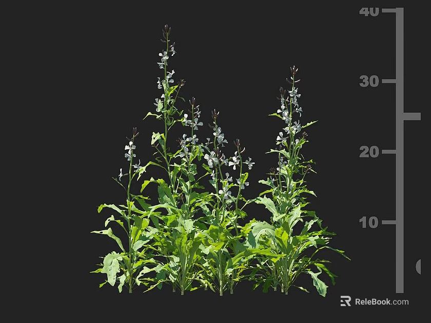 Crop Plant With Green Leaves And White Flowers Measuring 20 To 40 Cm Tall 3d model 