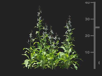 Crop Plant With Green Leaves And White Flowers Measuring 20 To 40 Cm Tall 3d model