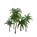 Tall Green Palm Trees With Lush Leaves And Sturdy Trunks In Natural Landscape
