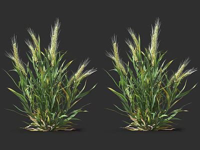 Lush Green Wheat Like Grass Plants With Long Leaves And Ears On Black Background 3d model
