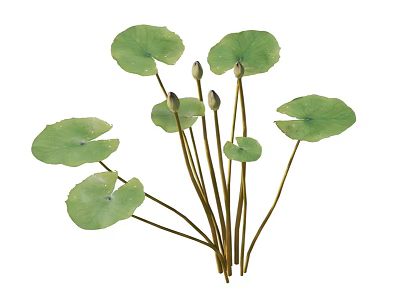 Natural Aquatic Plants With Green Lily Pads Long Stems And Unopened Buds 3d model