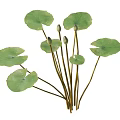 Natural Aquatic Plants With Green Lily Pads Long Stems And Unopened Buds