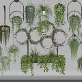 Beautiful Hanging Basket Plants With Lush Green Foliage For Indoor Decoration
