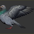 Modern carrier pigeon food pigeon play pigeon racing pigeon racing 3d model