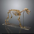 Dog Skeletal Organ Structure Display Standing On Exhibition Platform With Detailed Bones