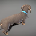 Dachshund Dog With Brown Coat And Blue Collar In Standing Pose On Neutral Background