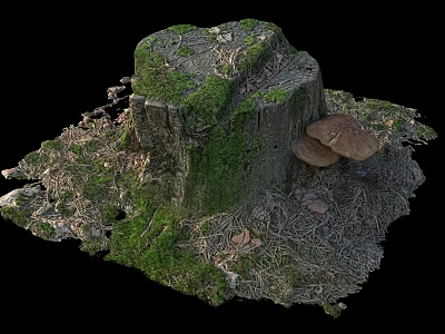 Natural Stone Wood Tree Stump Covered With Green Moss And Wild Mushrooms On Forest Floor 3d model