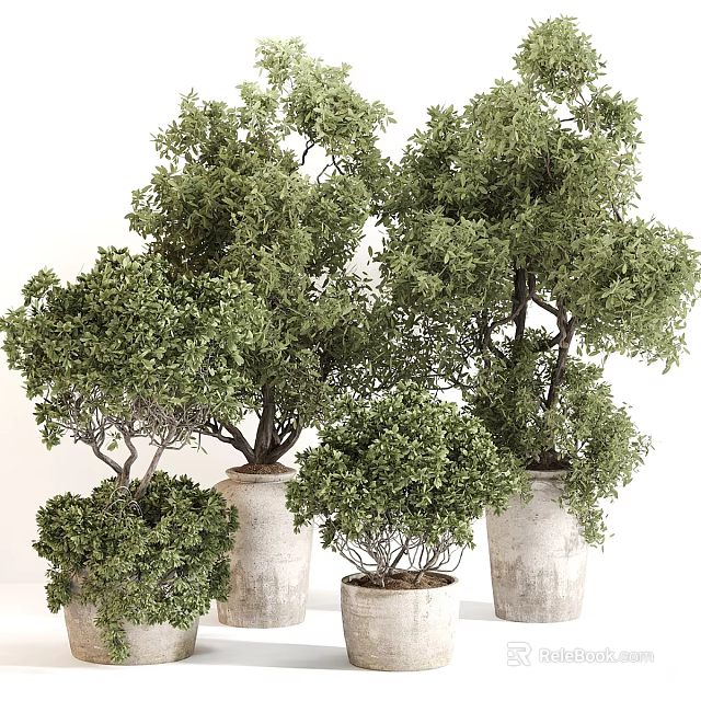 Shaped Bonsai Plants in Decorative Ceramic Pots with Lush Green Leaves for Indoor Home Decor 3d model 