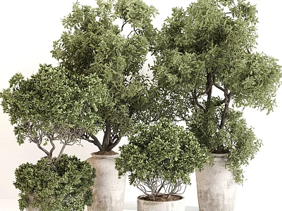 Shaped Bonsai Plants in Decorative Ceramic Pots with Lush Green Leaves for Indoor Home Decor 3d model