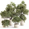 Shaped Bonsai Plants in Decorative Ceramic Pots with Lush Green Leaves for Indoor Home Decor