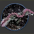 Unique Cactus Plant with Fan Shaped Pink Edged Leaves in Blue Pot