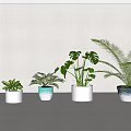 Bonsai Potted Plants With Various Foliage In Colorful Planters On White Background