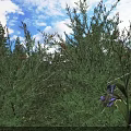 Lush Green Shrubs with Purple and White Flowers Against Blue Sky and Surrounding Trees