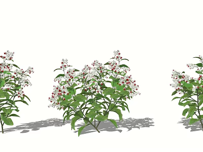Ground Cover Plants With Green Leaves And White Flowers With Red Spots In Garden 3d model