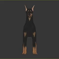 Black and Tan Doberman Pinscher in Standing Posture on Shiny Black Background with Reflection