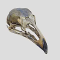 Detailed Avian Skull Skeleton With Natural Bone Texture And Beak Features