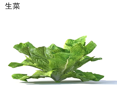 Organic Fresh Green Lettuce With Crisp Vibrant Leaves For Healthy Salads 3d model
