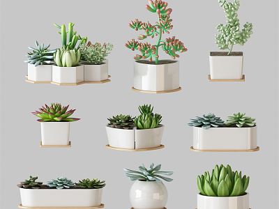 Modern Potted Plant Green Plant Potted Plant Combination Potted Plant Fleshy Potted Plant Indoor Green Plant Flower Potted Plant Pile Green Plant Combination model