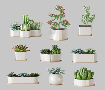 Modern Potted Plant Green Plant Potted Plant Combination Potted Plant Fleshy Potted Plant Indoor Green Plant Flower Potted Plant Pile Green Plant Combination 3d model