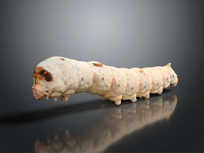 Light Colored Caterpillar With Segmented Body And Orange Spotted Head On Dark Background 3d model