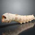 Light Colored Caterpillar With Segmented Body And Orange Spotted Head On Dark Background 3d model