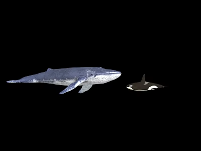 Large Blue Whale And Small Orca Swimming Together In Ocean 3d model