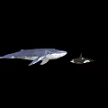 Large Blue Whale And Small Orca Swimming Together In Ocean
