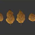 Four Yellow Autumn Leaves Displayed On Gray Background With Natural Texture