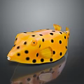 Yellow Puffer Fish With Black Spots On Shiny Surface Showing Reflection