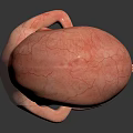 Realistic Human Fetus 3D Model Showing Developing Organs And Fetal Hair Structure