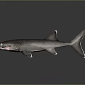 Realistic 3D Shark With Gray Body White Fins Open Mouth And Reflection On Dark Background