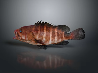 Red Brown Striped Marine Fish With Spiny Dorsal Fin And Open Mouth Appearance 3d model