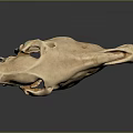 Detailed View Of Light Brown Animal Skull On Dark Background With Reflection