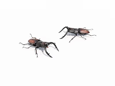 Two Black And Red Stag Beetles With Large Mandibles Isolated On White Background 3d model