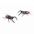 Two Black And Red Stag Beetles With Large Mandibles Isolated On White Background