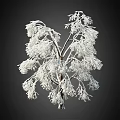 Snow Covered Arbor Tree With Frosty White Branches In Winter Scene