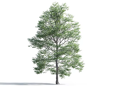 Lush Green Tree With Dense Foliage And Healthy Trunk In Isolated Natural View 3d model