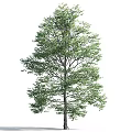 Lush Green Tree With Dense Foliage And Healthy Trunk In Isolated Natural View