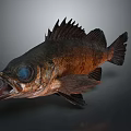 Realistic Fish with Large Blue Eyes Open Mouth and Spiky Dorsal Fin