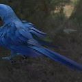 Flying Animal Blue Parrot With Yellow Eyes Standing On Grassland Displaying Vibrant Feathers