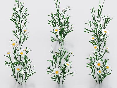 Three Green Plants With Slender Stems White Small Flowers And Yellow Centers Leaves 3d model