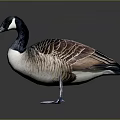 Black Head White Neck Brown Feathered Goose Standing On Dark Glossy Surface