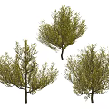 Three Lush Arbor Trees With Yellow Leaves And Branches On White Background