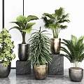 Potted Bonsai Plants With Various Green Leafy Species In Modern Decorative Planters On Stone Pedestals