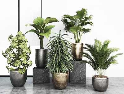 Potted Bonsai Plants With Various Green Leafy Species In Modern Decorative Planters On Stone Pedestals 3d model