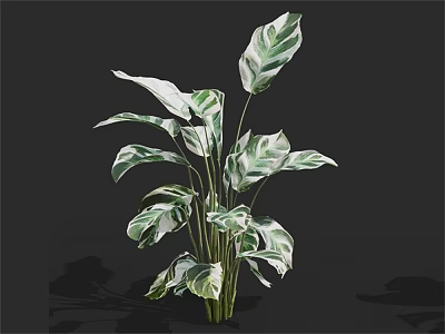 Green And White Leaf Potted Houseplant With Lush Foliage And Vibrant Leaves 3d model