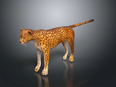Standing Cheetah With Spotted Coat In Alert Posture Isolated On Gray Background 3d model