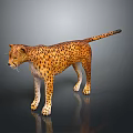 Standing Cheetah With Spotted Coat In Alert Posture Isolated On Gray Background