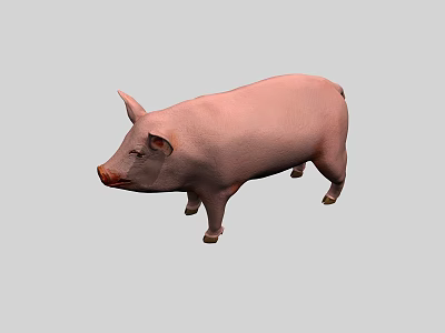 Detailed Lifelike Pink Pig Standing On Gray Background 3D Model Rendering 3d model